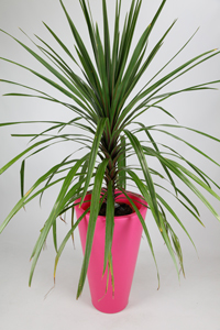 Blooming Marvelous - Ashwell - Pink large planter