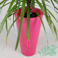 Large Ashwell planter in Pink